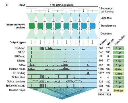 DeepMind发布AlphaGenome,1秒内完成所有模态和细胞类型的变异效应预测